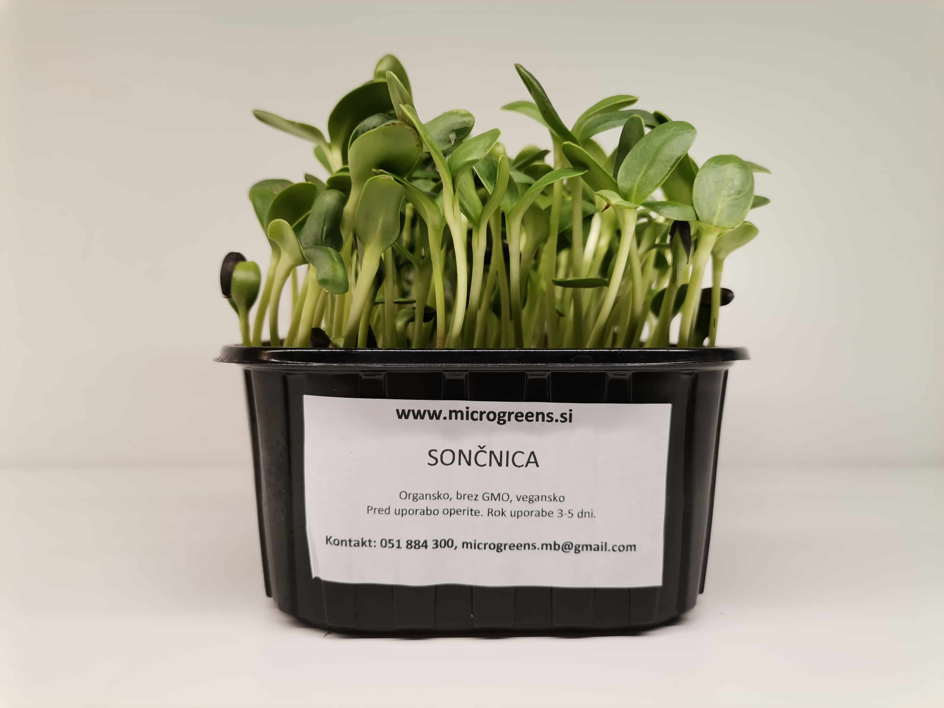 Sončnica